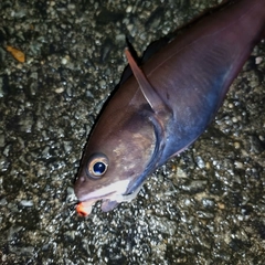 ドンコの釣果