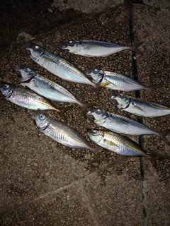 アジの釣果