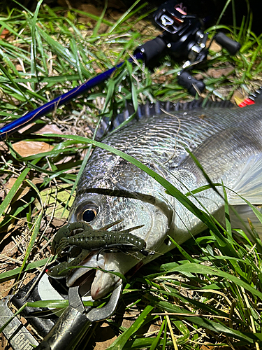 キビレの釣果