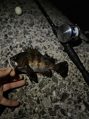 メバルの釣果