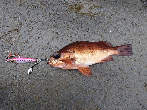 アカメバルの釣果