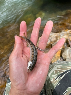 ヤマメの釣果