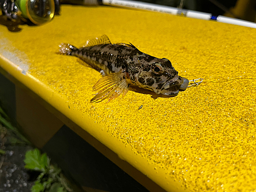 アサヒアナハゼの釣果