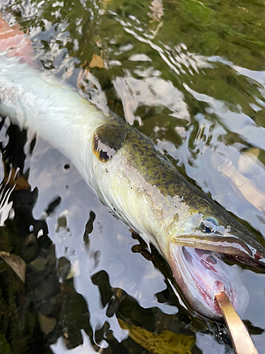 オオウナギの釣果