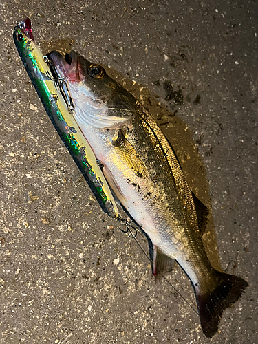 スズキの釣果