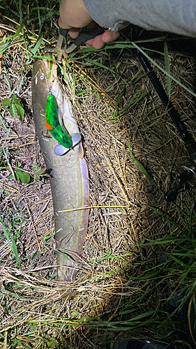 マナマズの釣果