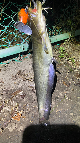 マナマズの釣果