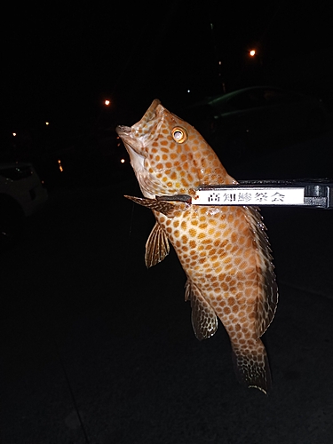 オオモンハタの釣果