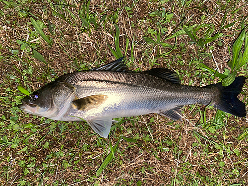 スズキの釣果