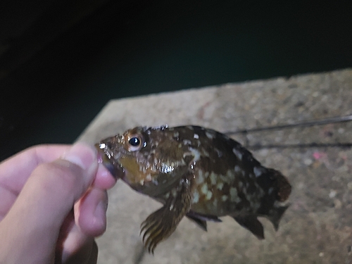 アラカブの釣果