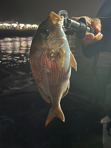 チャリコの釣果