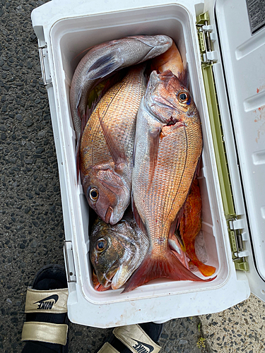 アコウの釣果