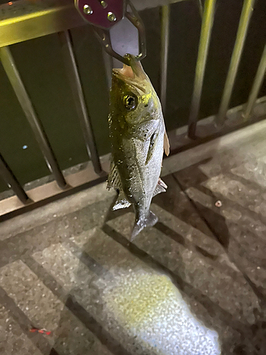 スズキの釣果