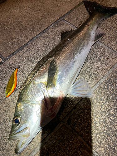 シーバスの釣果