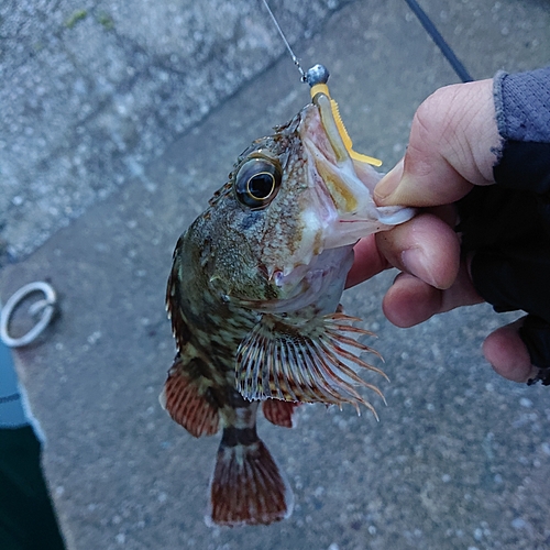 アラカブの釣果