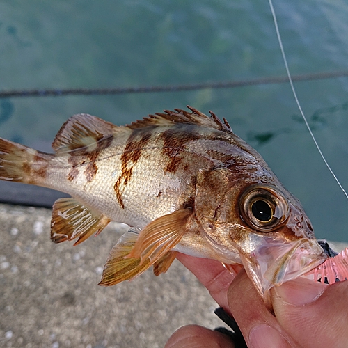 メバルの釣果