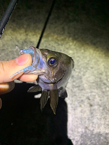 シロメバルの釣果