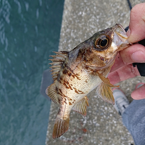 メバルの釣果