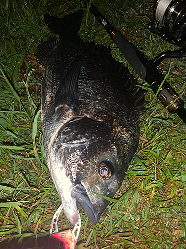 クロダイの釣果