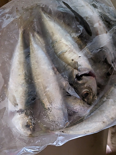 マルアジの釣果