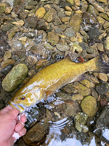 スモールマウスバスの釣果