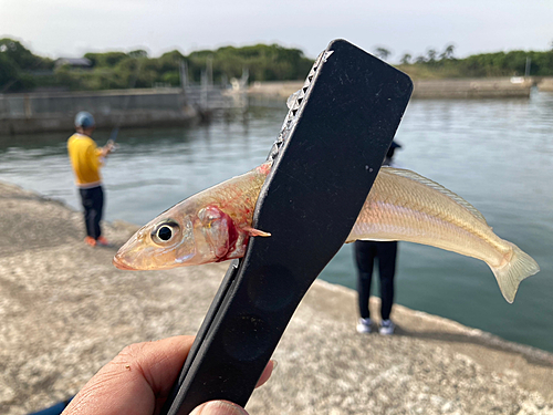 キスの釣果