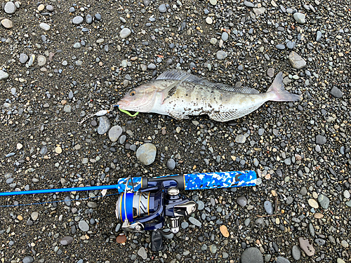 ホッケの釣果