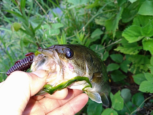 ブラックバスの釣果