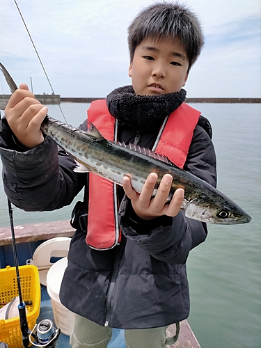 サゴシの釣果