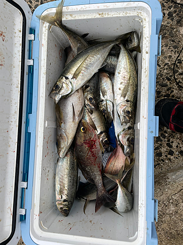 タイの釣果