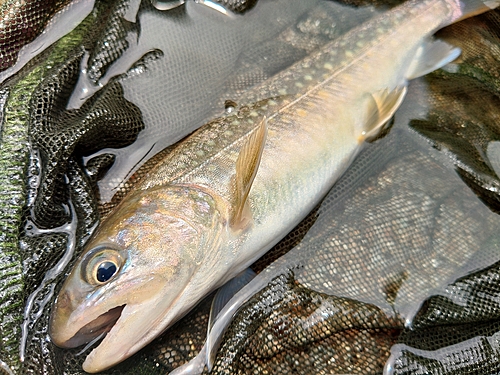 イワナの釣果