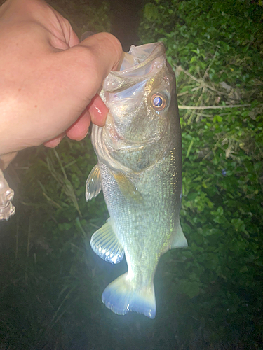 ラージマウスバスの釣果