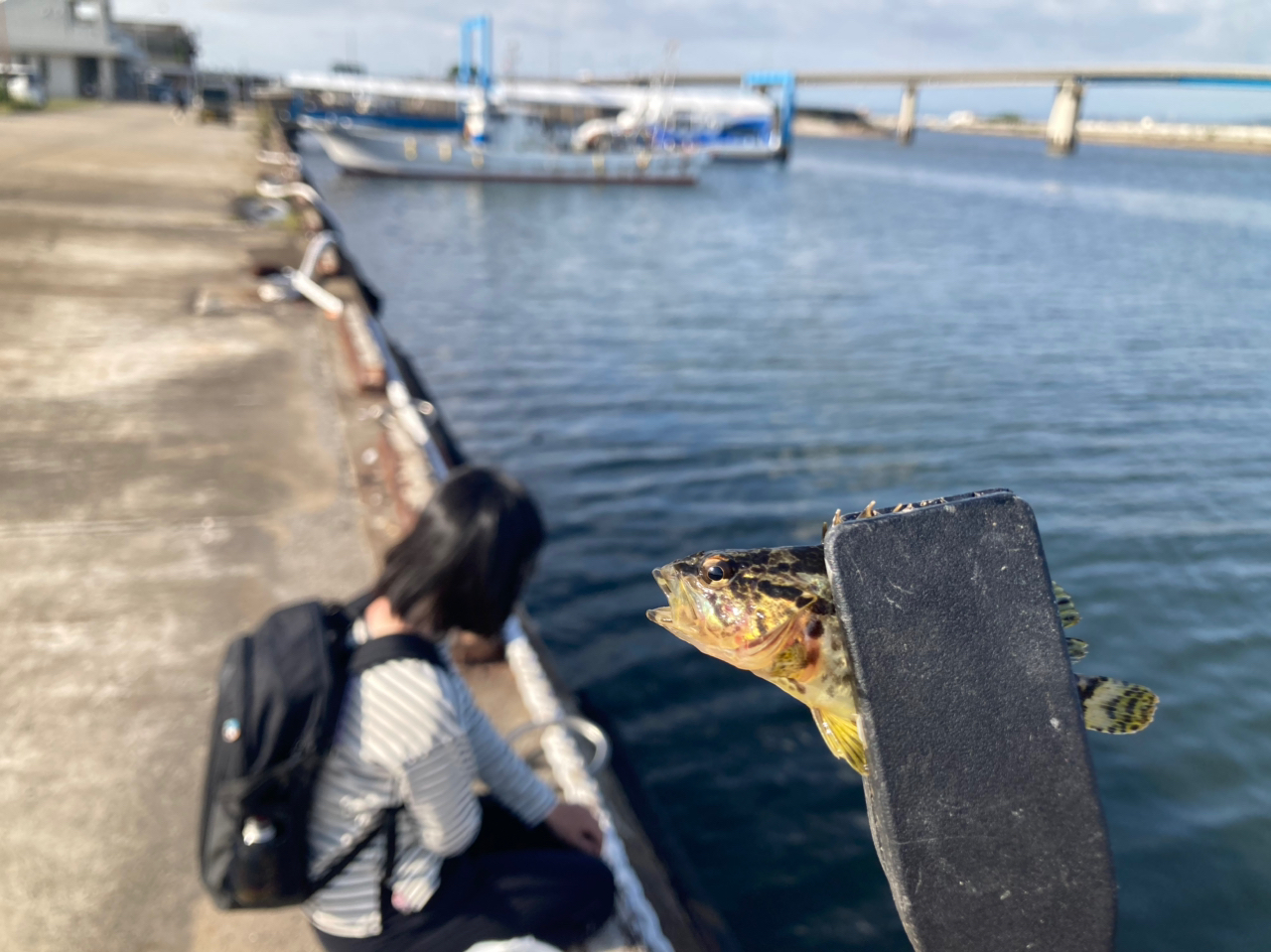 タケノコメバル