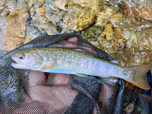 イワナの釣果