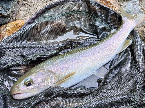 イワナの釣果