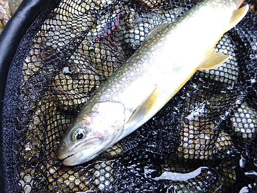 イワナの釣果