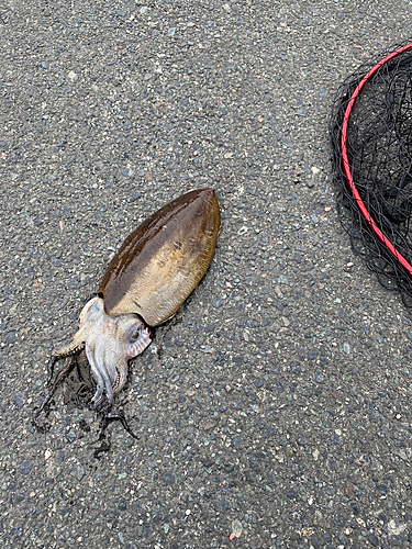 コウイカの釣果