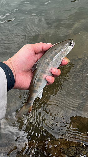 ヤマメの釣果