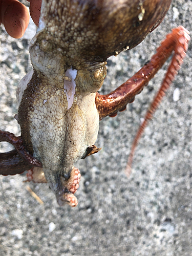 マダコの釣果