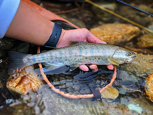 ヤマメの釣果