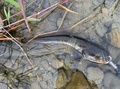 ナマズの釣果