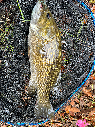 スモールマウスバスの釣果