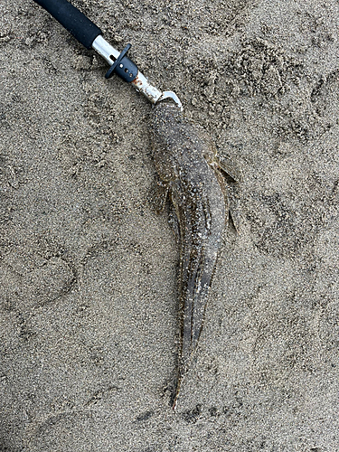 マゴチの釣果