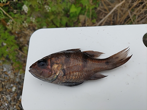 ヨコスジイシモチの釣果