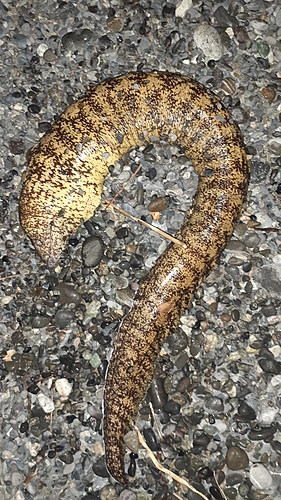 ウツボの釣果