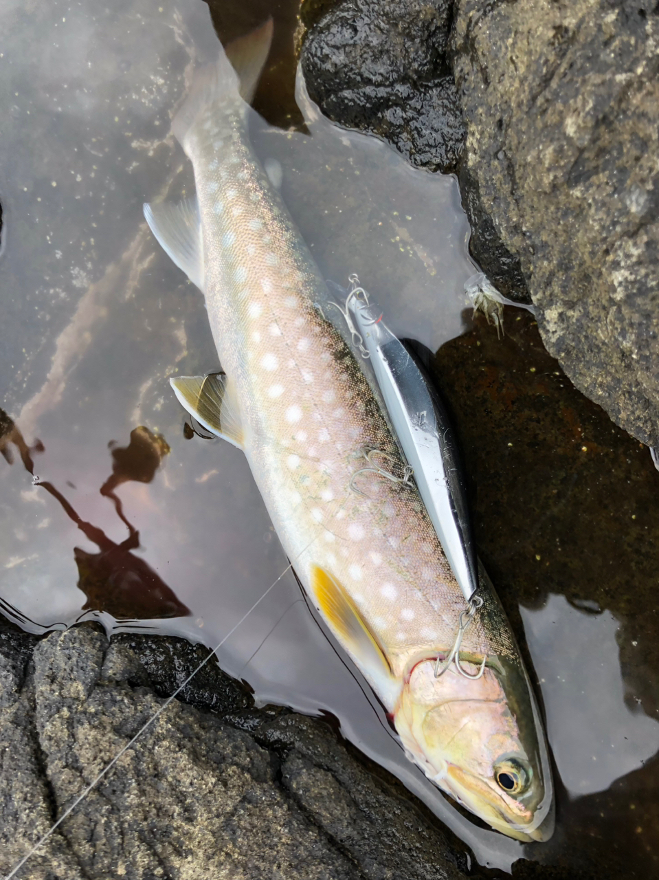 アメマス