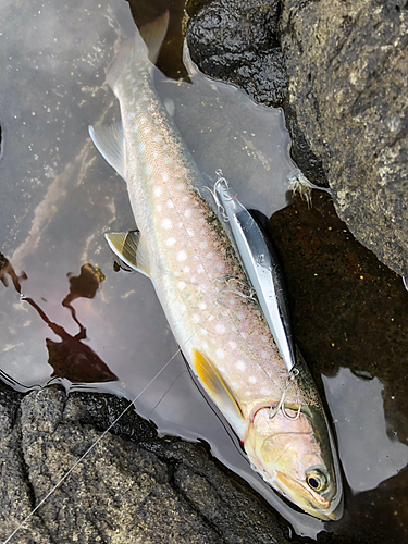 アメマスの釣果