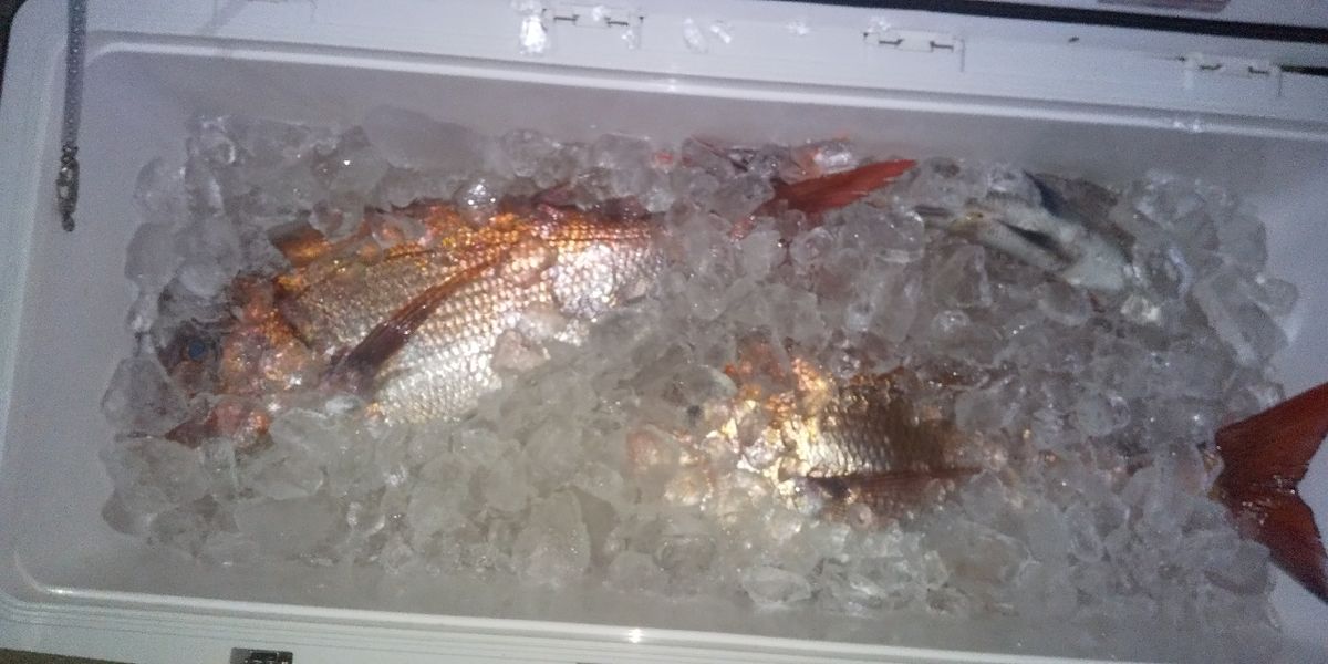 長崎タイチさんの釣果 2枚目の画像