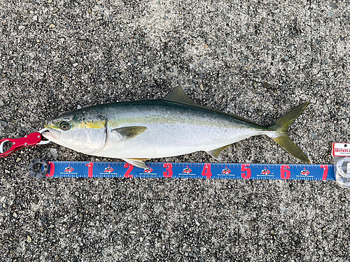 メジロの釣果