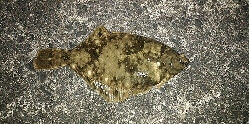 ヒラメの釣果